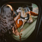 Siège Auto Pour Chien – Confort Et Protection