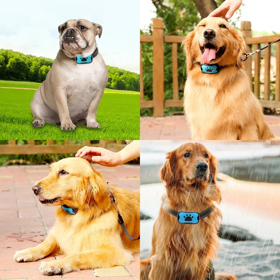 Anti-Bell-Halsband für Hunde — Sanftes und effektives Training 